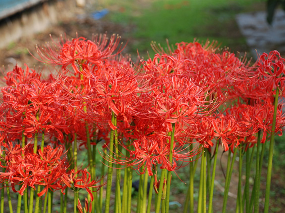 中和ファーム　秋 野の花・虫