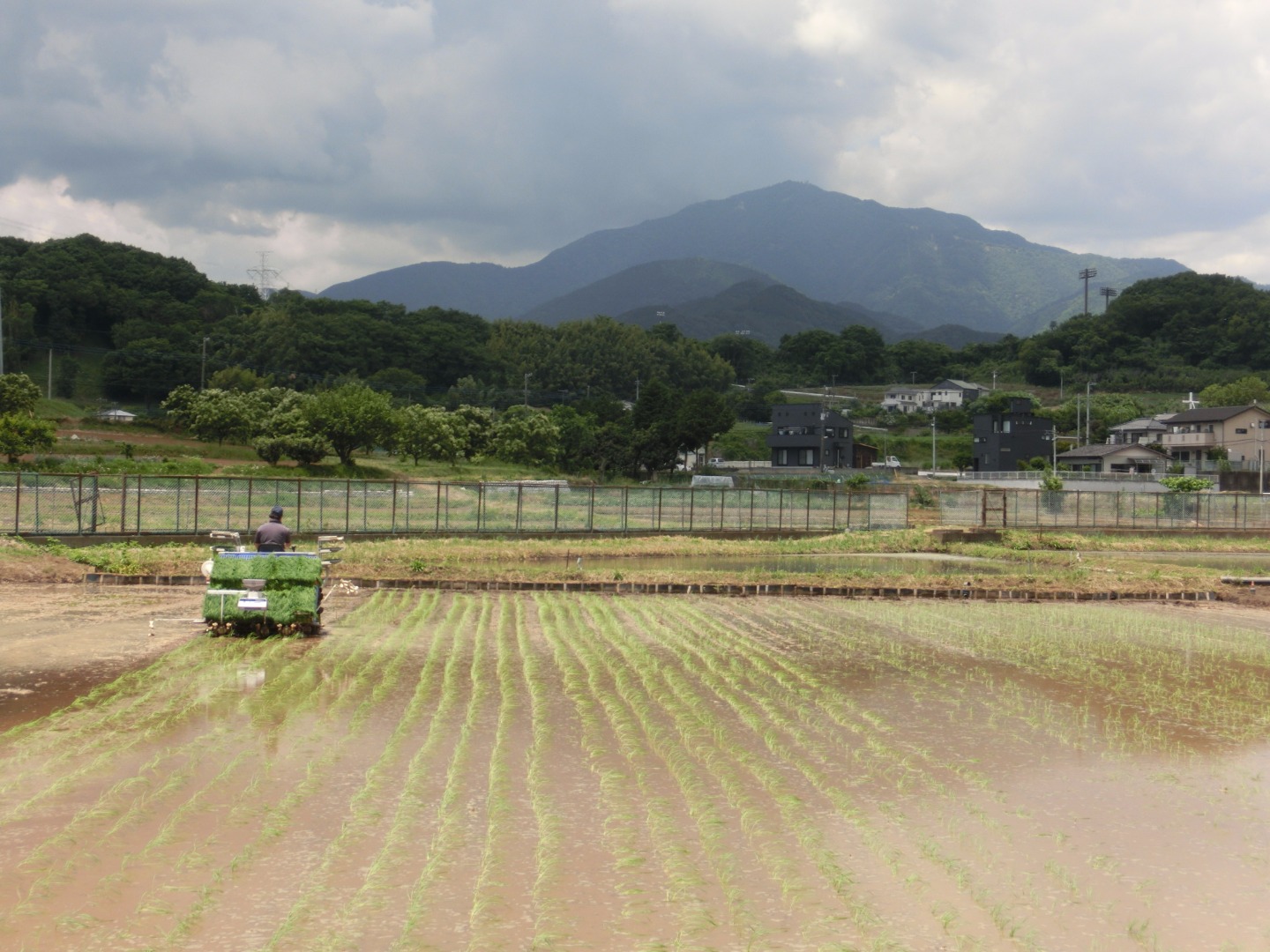 中和ファーム　梅雨 野の花・虫